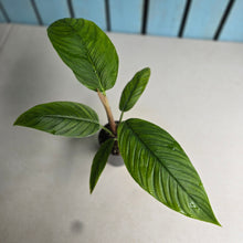 Load image into Gallery viewer, #M7 Philodendron Rugapetiolatum