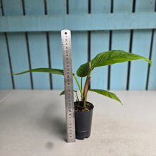 Load image into Gallery viewer, #M7 Philodendron Rugapetiolatum