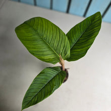 Load image into Gallery viewer, #H61 Philodendron Rugapetiolatum