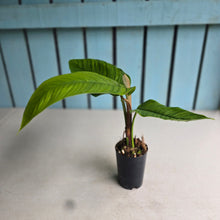 Load image into Gallery viewer, #H61 Philodendron Rugapetiolatum