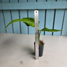 Load image into Gallery viewer, #H61 Philodendron Rugapetiolatum