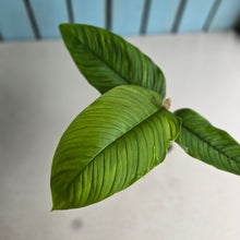 Load image into Gallery viewer, #H61 Philodendron Rugapetiolatum