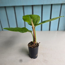 Load image into Gallery viewer, #H61 Philodendron Rugapetiolatum