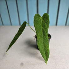 Load image into Gallery viewer, #C1 Anthurium Panamense