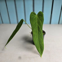 Load image into Gallery viewer, #C1 Anthurium Panamense