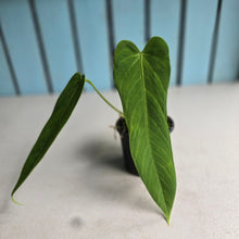Load image into Gallery viewer, #C1 Anthurium Panamense