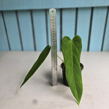 Load image into Gallery viewer, #C1 Anthurium Panamense