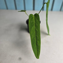 Load image into Gallery viewer, #C1 Anthurium Panamense
