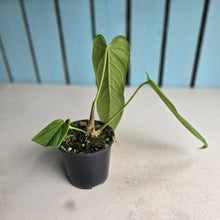 Load image into Gallery viewer, #C1 Anthurium Panamense