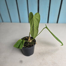Load image into Gallery viewer, #C1 Anthurium Panamense