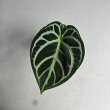Load image into Gallery viewer, #MU1 Anthurium Dark Crystallinum x Forgetii