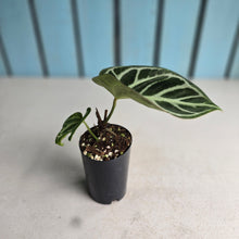 Load image into Gallery viewer, #MU1 Anthurium Dark Crystallinum x Forgetii