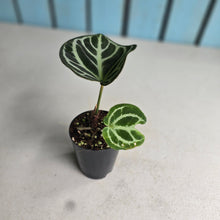 Load image into Gallery viewer, #MU1 Anthurium Dark Crystallinum x Forgetii