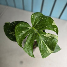Load image into Gallery viewer, #H346 Monstera Thai Constellation