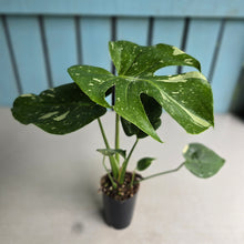 Load image into Gallery viewer, #H346 Monstera Thai Constellation
