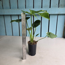 Load image into Gallery viewer, #H346 Monstera Thai Constellation