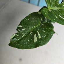Load image into Gallery viewer, #H346 Monstera Thai Constellation