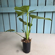 Load image into Gallery viewer, #H346 Monstera Thai Constellation