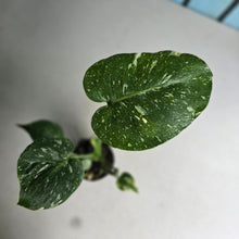 Load image into Gallery viewer, #I125 Monstera Thai Constellation