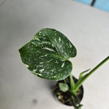 Load image into Gallery viewer, #I125 Monstera Thai Constellation