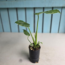 Load image into Gallery viewer, #I125 Monstera Thai Constellation