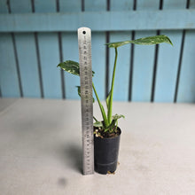 Load image into Gallery viewer, #I125 Monstera Thai Constellation