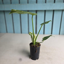 Load image into Gallery viewer, #I125 Monstera Thai Constellation