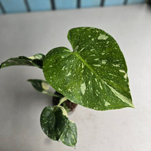 Load image into Gallery viewer, #992 Monstera Thai Constellation