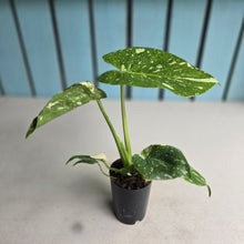 Load image into Gallery viewer, #992 Monstera Thai Constellation