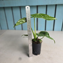 Load image into Gallery viewer, #992 Monstera Thai Constellation
