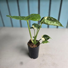 Load image into Gallery viewer, #992 Monstera Thai Constellation