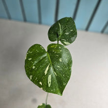 Load image into Gallery viewer, #W36 Monstera Thai Constellation