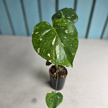 Load image into Gallery viewer, #W36 Monstera Thai Constellation