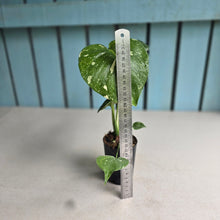 Load image into Gallery viewer, #W36 Monstera Thai Constellation