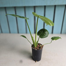 Load image into Gallery viewer, #W36 Monstera Thai Constellation
