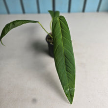 Load image into Gallery viewer, #P2 Anthurium Panamense