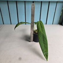 Load image into Gallery viewer, #P2 Anthurium Panamense