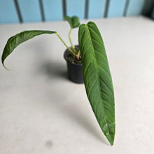 Load image into Gallery viewer, #P2 Anthurium Panamense
