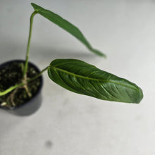 Load image into Gallery viewer, #P2 Anthurium Panamense