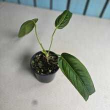 Load image into Gallery viewer, #P2 Anthurium Panamense