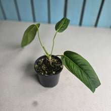 Load image into Gallery viewer, #P2 Anthurium Panamense
