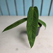 Load image into Gallery viewer, #W67 Anthurium Panamense