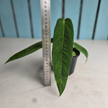 Load image into Gallery viewer, #W67 Anthurium Panamense