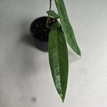 Load image into Gallery viewer, #W67 Anthurium Panamense