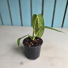 Load image into Gallery viewer, #W67 Anthurium Panamense