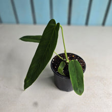 Load image into Gallery viewer, #W67 Anthurium Panamense