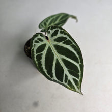 Load image into Gallery viewer, #i57 Anthurium Dark Crystallinum x Forgetii