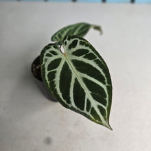 Load image into Gallery viewer, #i57 Anthurium Dark Crystallinum x Forgetii