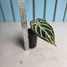 Load image into Gallery viewer, #i57 Anthurium Dark Crystallinum x Forgetii