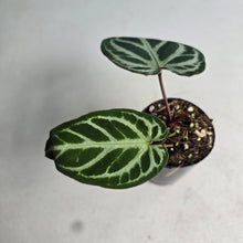 Load image into Gallery viewer, #i57 Anthurium Dark Crystallinum x Forgetii